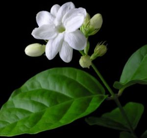 কুসুম কুঁড়ি