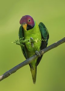 Plum-headed Parakeet/লাল মাথা টিয়া